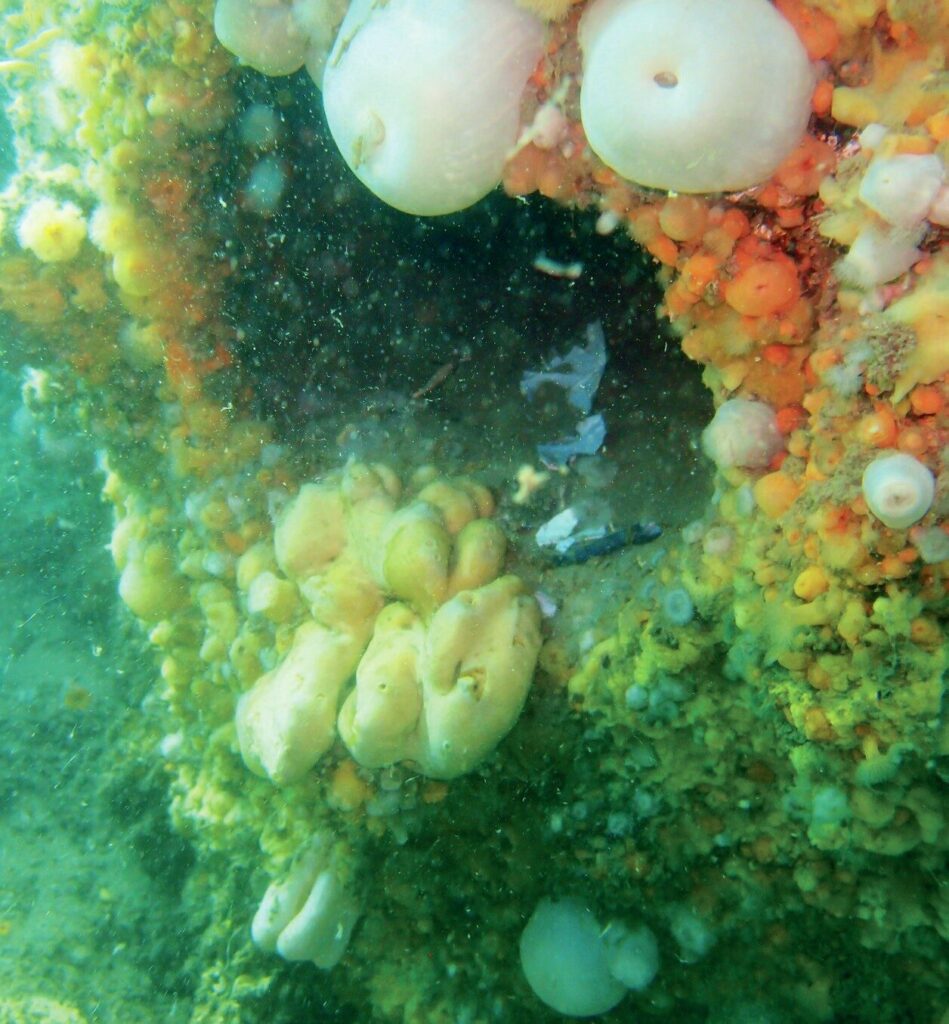 Rediscovering the North Wales Wreck: 19th-Century Collier Found Off the Norfolk Coast 10 Healthy sponges cover the wreck