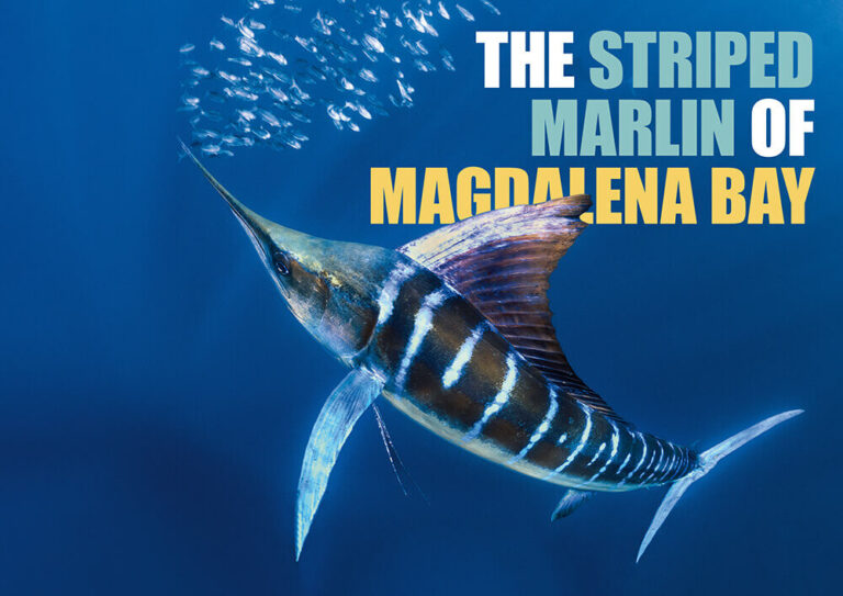 The Striped Marlin Of Magdalena Bay
