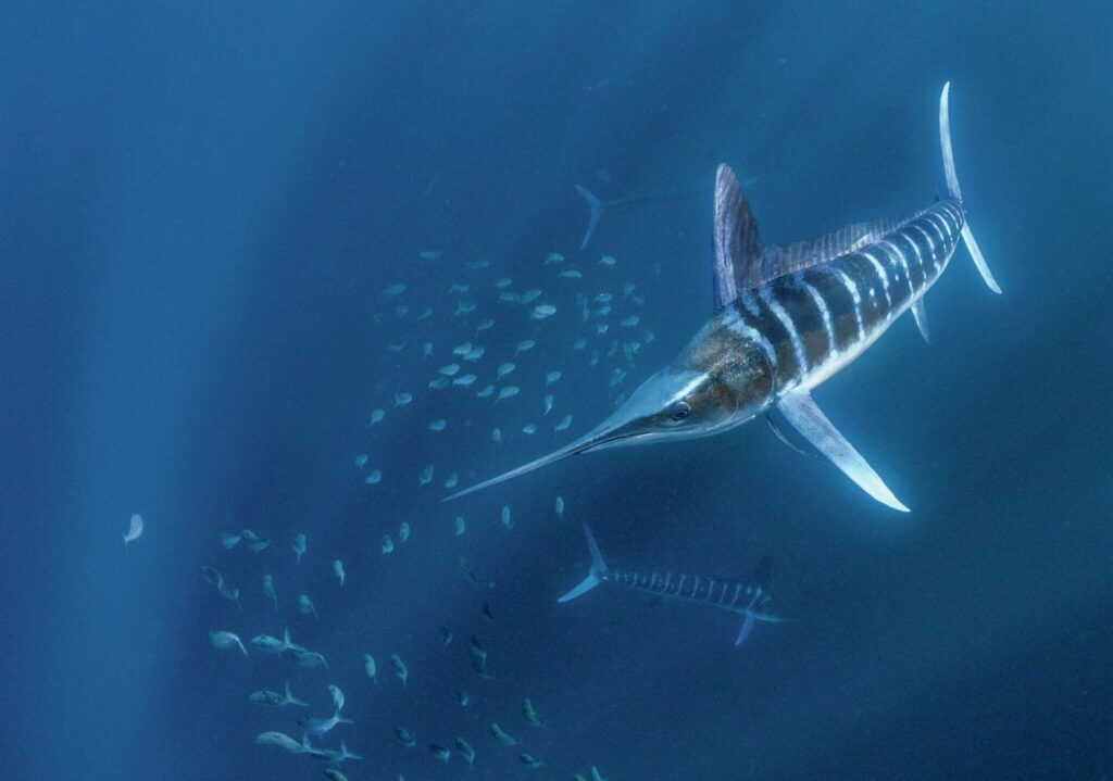 Striped marlin hunting sardines during the Mexican Sardine Run