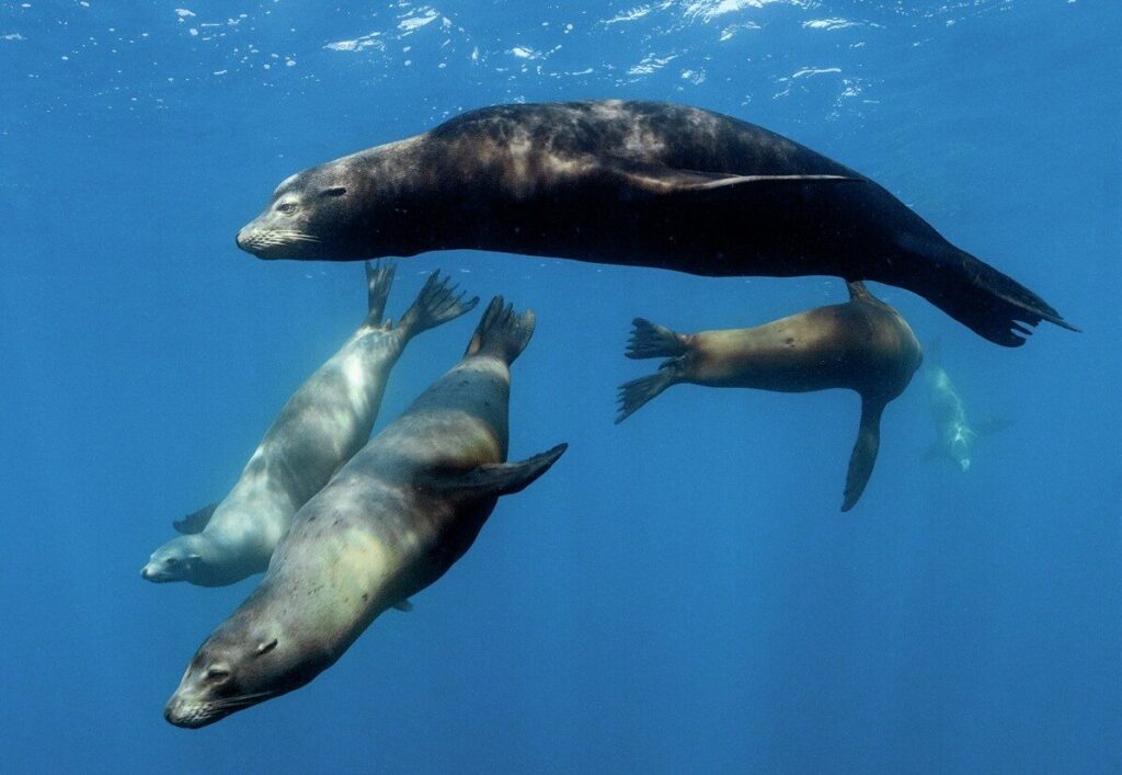 California sea lions are constantly on the scene with the striped marlin when the sardines make their run
