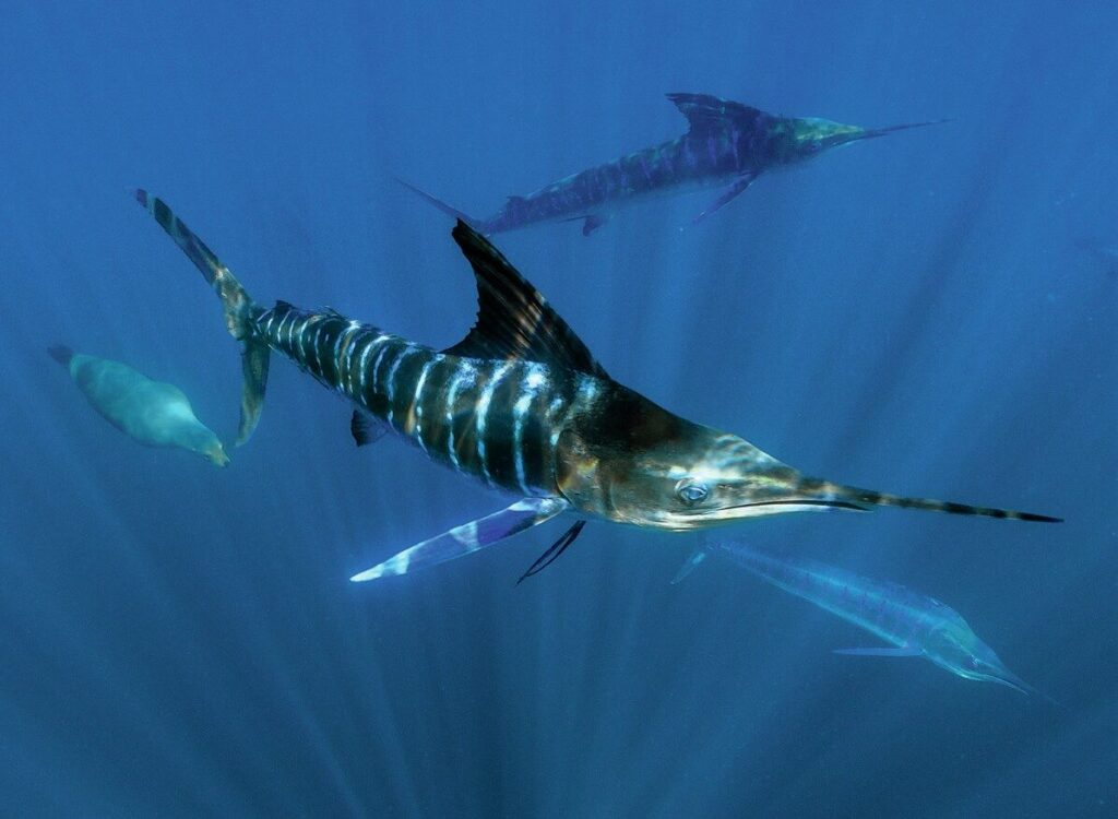 Predators, including striped marlin and sea lions, pursue a sardine bait ball