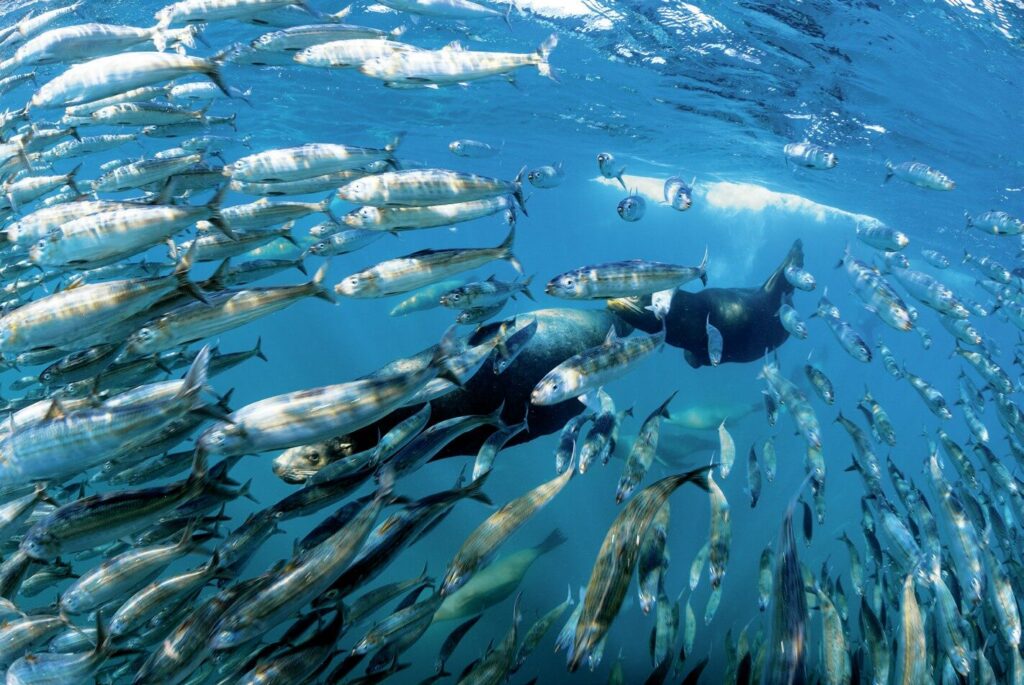 Sea lions surge through a school of sardines