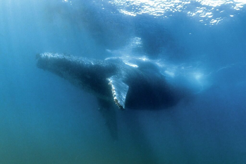 A Humpback whale and calf join the Magdalena Bay sardine run