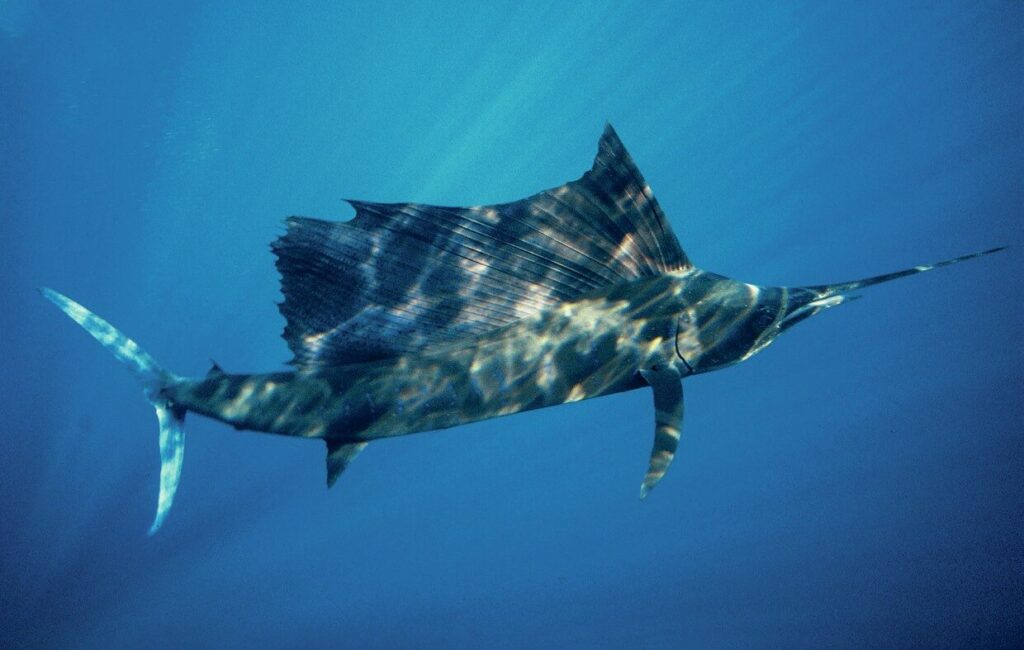 In close quarters with the famous striped marlin