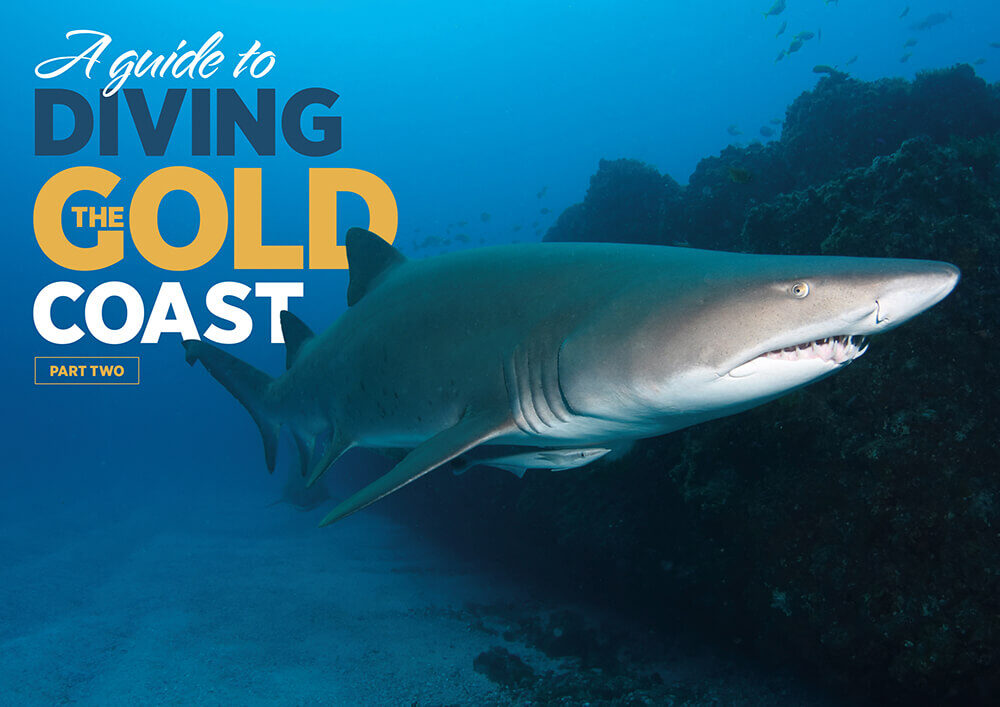 A Guide to Diving the Gold Coast – Part 2: Cook Island, Nine Mile Reef & Beyond