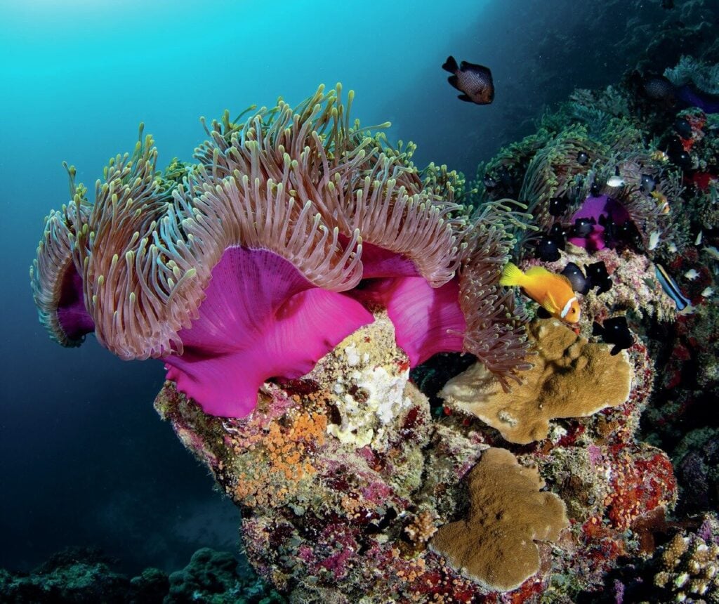 Stunning reef imagery from Vanessa