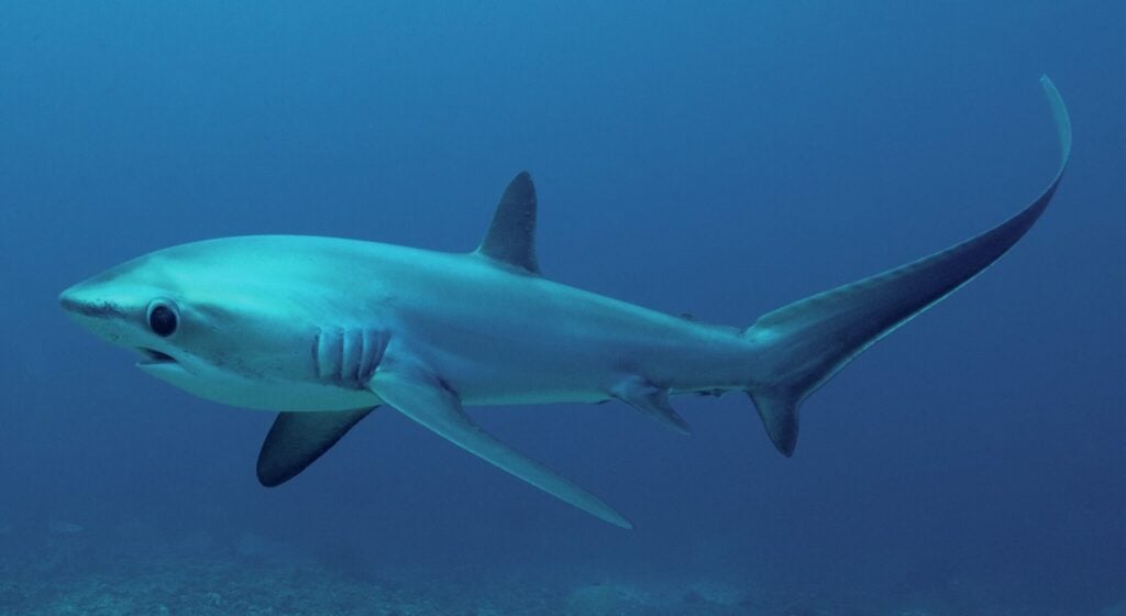 Pelagic thresher shark at sunrise cleaning station in Malapascua Philippines