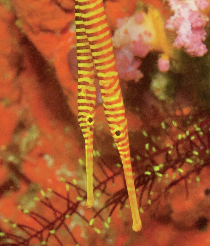 Banded pipefish merging into the corals of the reef
