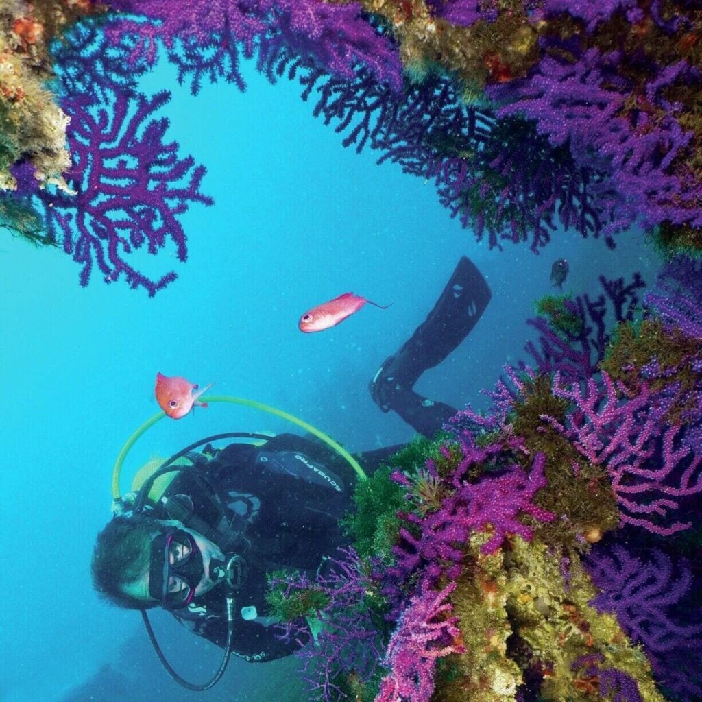 Colourful coral growth on Gibraltar wrecks