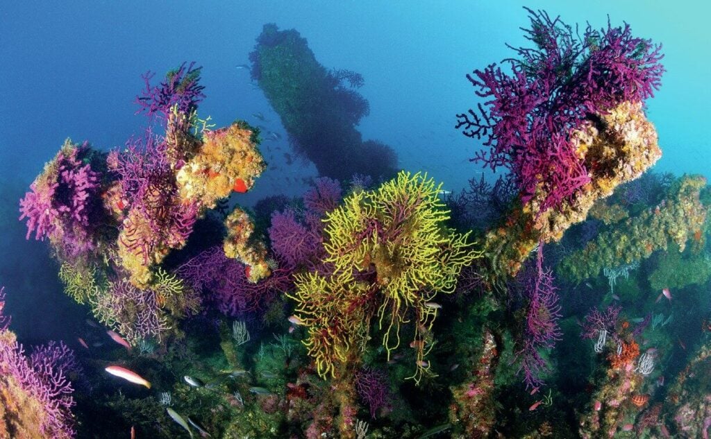 Vibrant colours abound when Gibraltar wreck diving