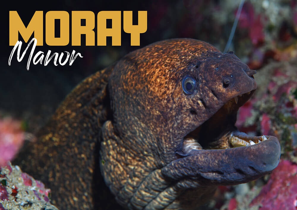 Moray Manor: Diving New Zealand’s Poor Knights Islands and Its Extraordinary Moray Eel Life