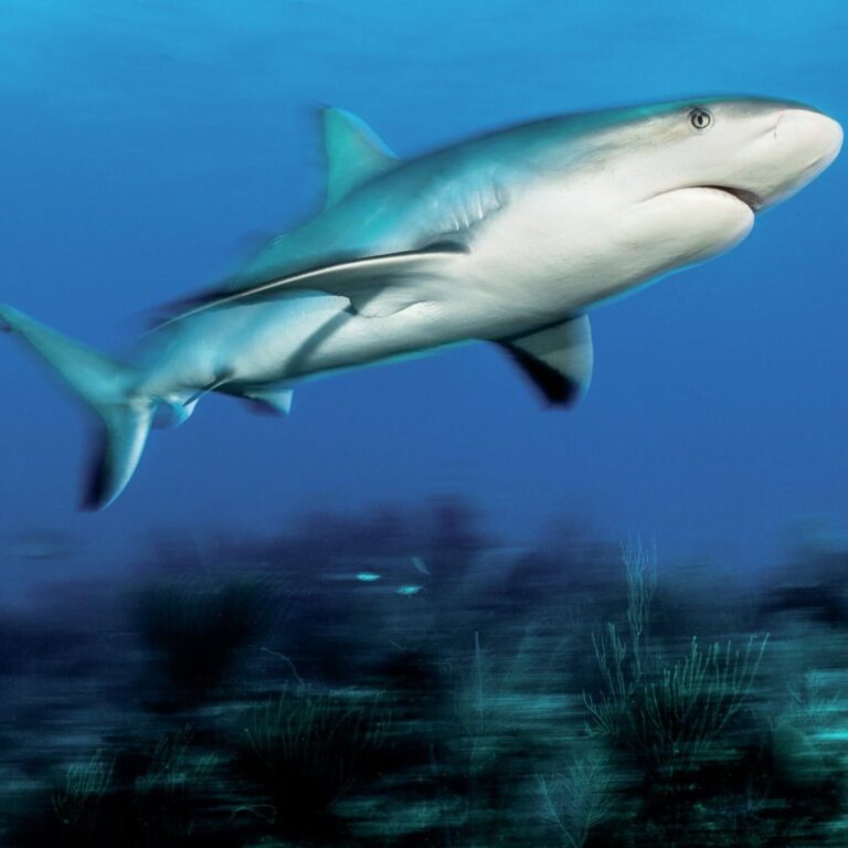 Mirrorless Cameras vs SLR Cameras Underwater