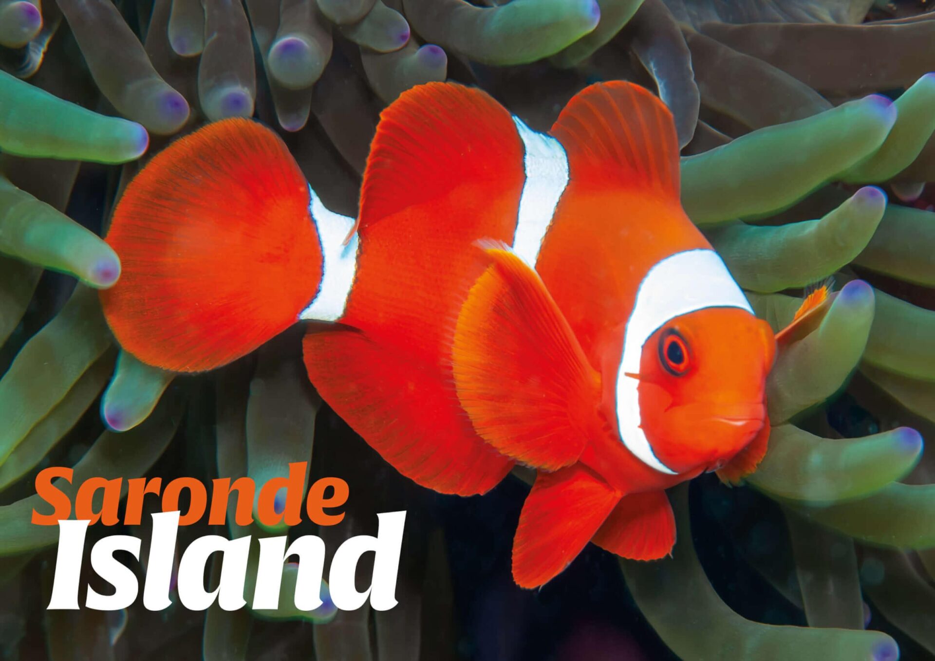 Saronde Island Diving: Macro Heaven, Pristine Reefs and Nudibranch Riches in North Sulawesi