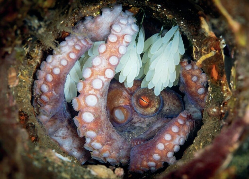 The Art of Captivating Macro Portraits: Expert Tips for Stunning Underwater Photography 2 Macro portrait of reef octopus brooding eggs inside a pipe