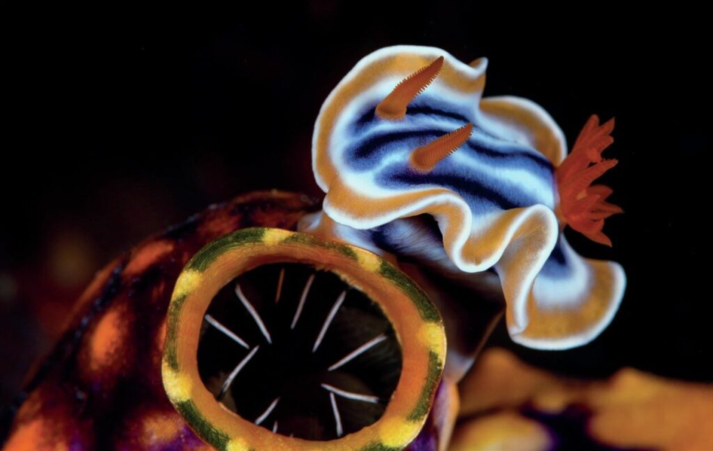 The Art of Captivating Macro Portraits: Expert Tips for Stunning Underwater Photography 1 Chromodoris magnifica nudibranch crawling across a giant tunicate