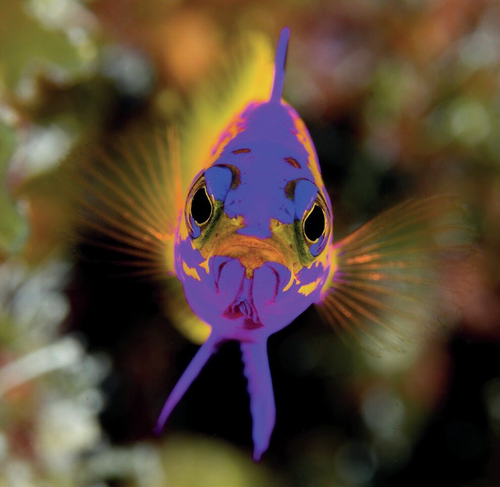 The Art of Captivating Macro Portraits: Expert Tips for Stunning Underwater Photography 3 Golden basslet illuminated with cross-lighting macro technique