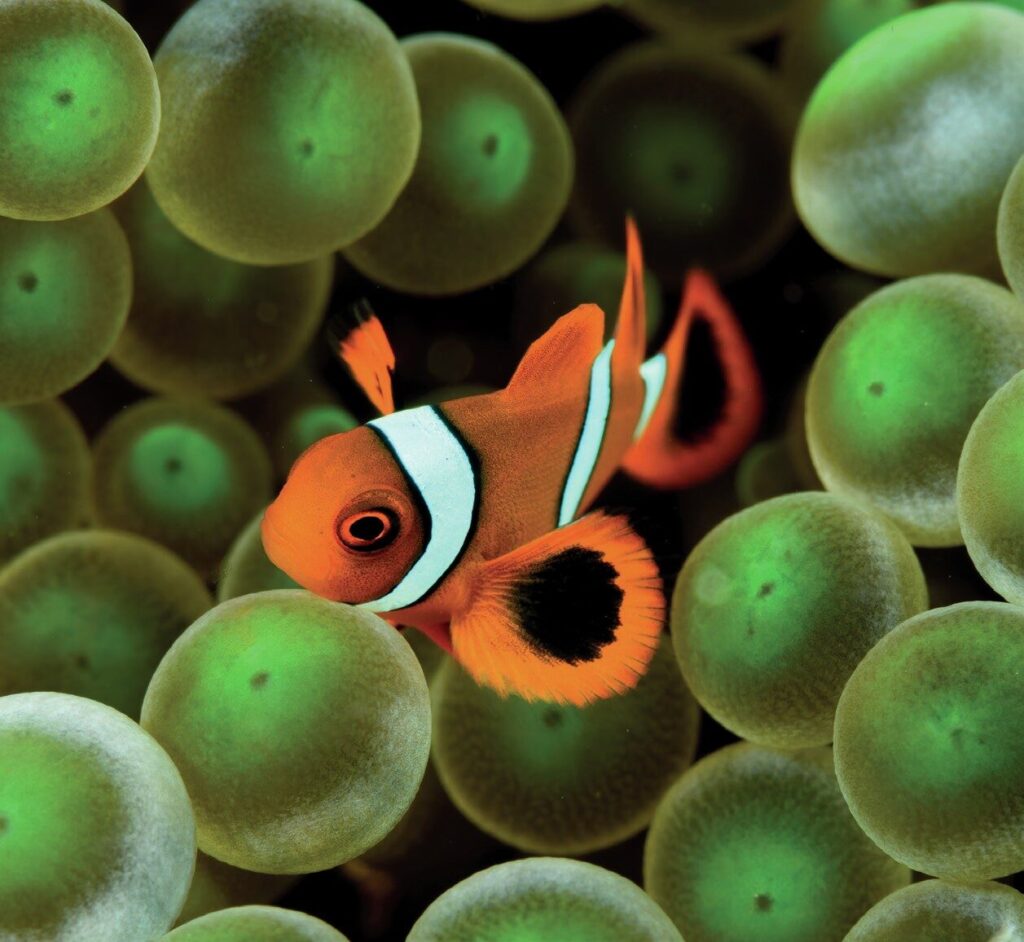The Art of Captivating Macro Portraits: Expert Tips for Stunning Underwater Photography 4 Small clownfish hiding in a bubble anemone from above