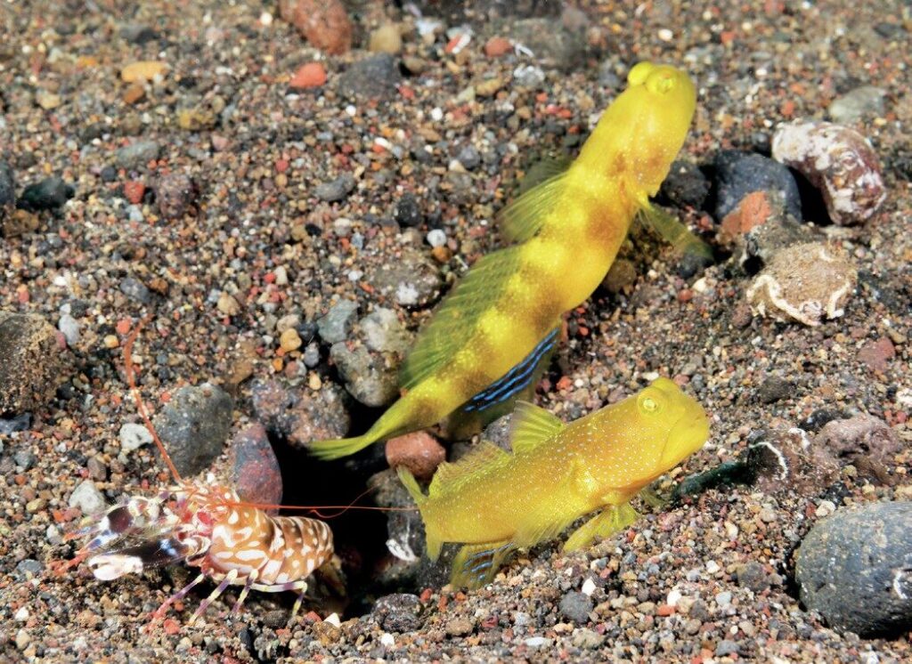 The Art of Captivating Macro Portraits: Expert Tips for Stunning Underwater Photography 5 Watchman gobies with Alpheus shrimp emerging from shared burrow
