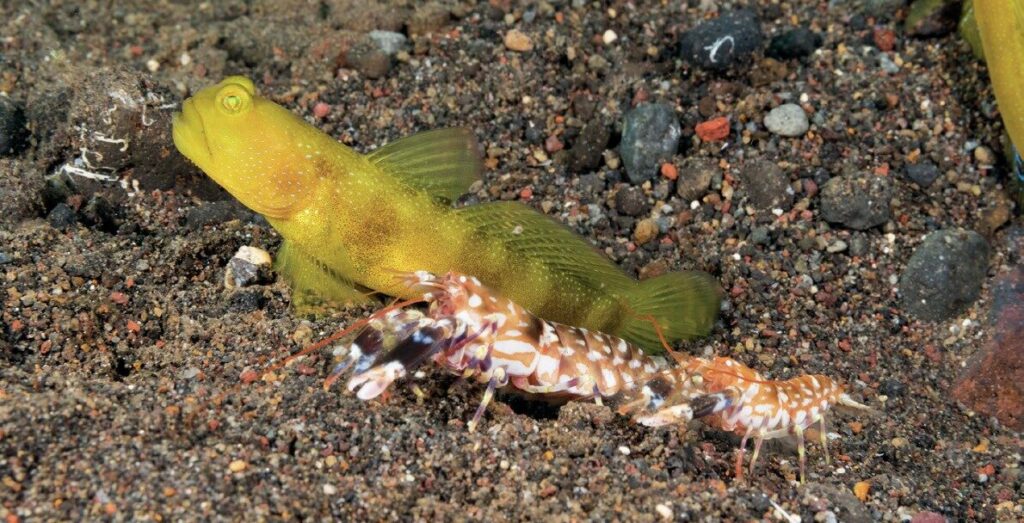 The Art of Captivating Macro Portraits: Expert Tips for Stunning Underwater Photography 6 Watchman Gobies and Tiger Shrimp Series Part 3