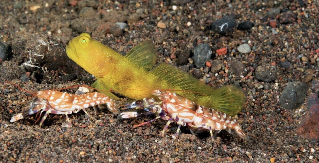 The Art of Captivating Macro Portraits: Expert Tips for Stunning Underwater Photography 8 Watchman Gobies and Tiger Shrimp Series Part 1
