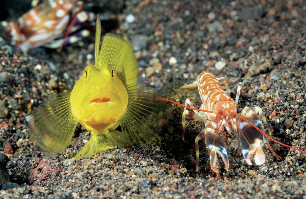 The Art of Captivating Macro Portraits: Expert Tips for Stunning Underwater Photography 9 Watchman Gobies and Tiger Shrimp: Don't go looking for fish, let the fish come to you