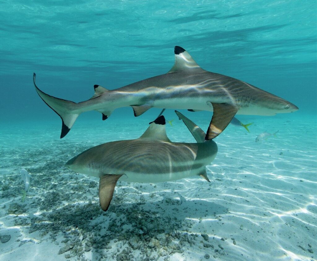 Reef sharks by Stephen Frink