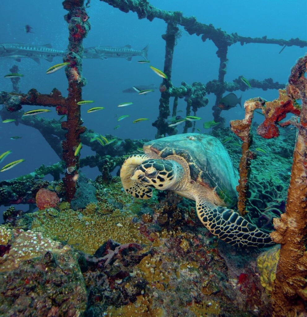 Hawksbill turtle on a wreck photographed by Stephen