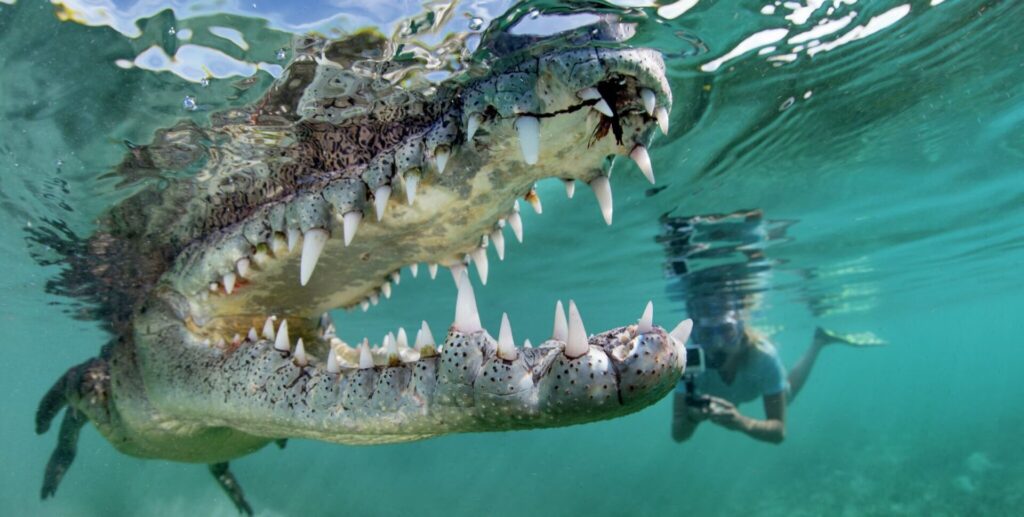 Getting close up with a crocodile