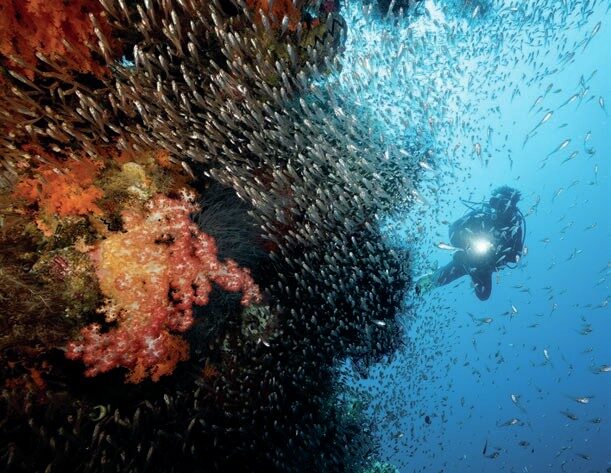 Baitfish swarm over a coral reef