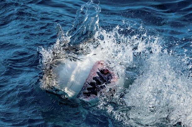 Great white shark photographed during Stephen's dive trip
