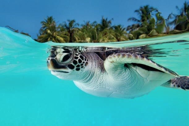 A juvenile turtle experiencing the ocean for the first time