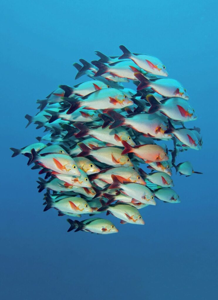 Dense tropical fish schools in the Maldives photographed with wide-angle underwater lens