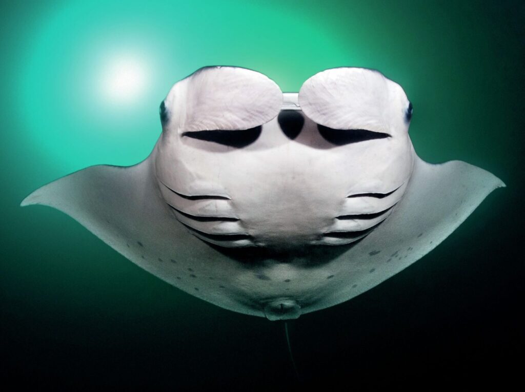 Manta ray captured using wide-angle underwater photography