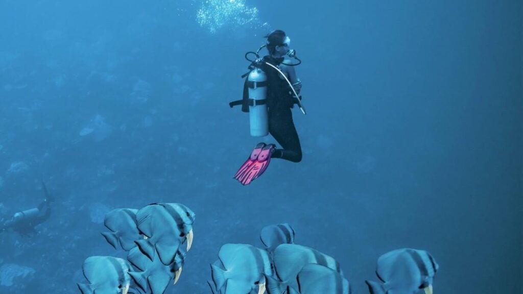 There are plenty of other things to see while waiting for tiger sharks