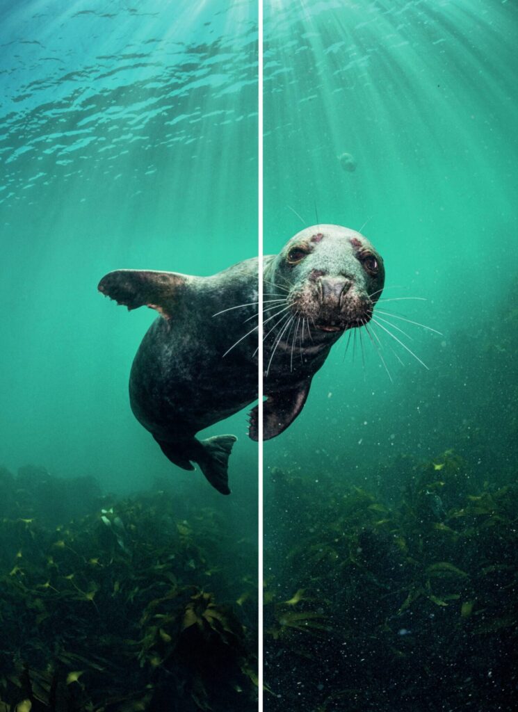 Before and after comparison showing backscatter removal using Backscatter XTerminator software