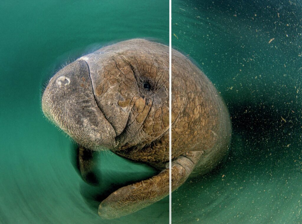 Underwater photograph before and after AI backscatter removal with Backscatter XTerminator