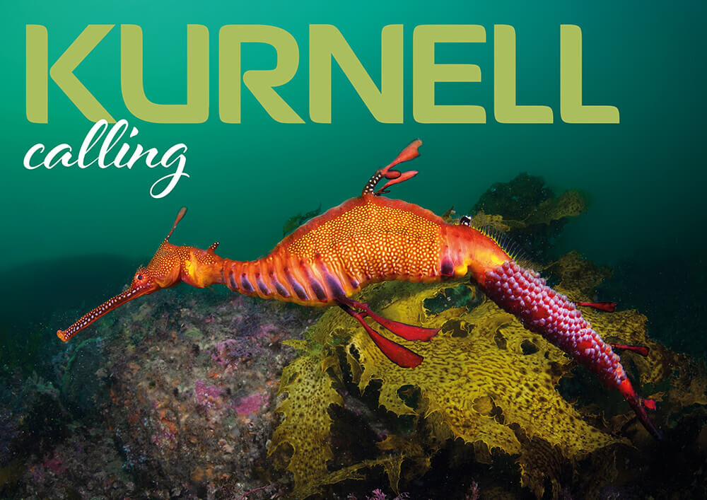 Diving Kurnell: Sydney’s Adventurous Shore Dive and Weedy Seadragon Hotspot
