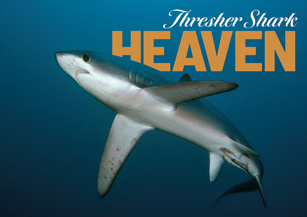 Thresher Shark Heaven: Sipaway’s Near-Guaranteed Encounters in the Philippines