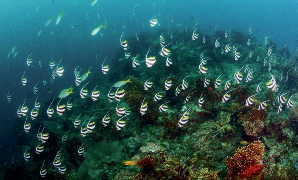 Thresher Shark Heaven: Sipaway’s Near-Guaranteed Encounters in the Philippines 2 Long-finned bannerfish schooling at Sipaway Reef
