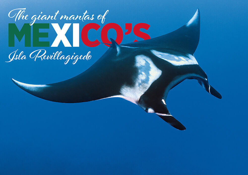 Giant Manta Rays in Mexico: Diving With Oceanic Mantas at Socorro Island