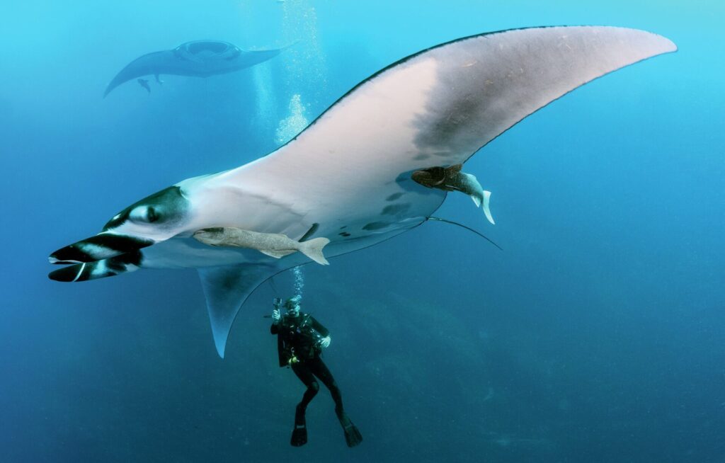 Giant oceanic manta ray swimming over divers at Socorro Island, Mexico