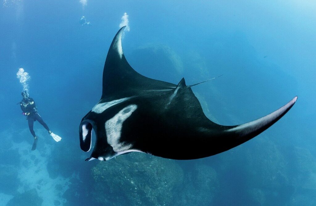 The sheer scale of giant manta rays is impressive