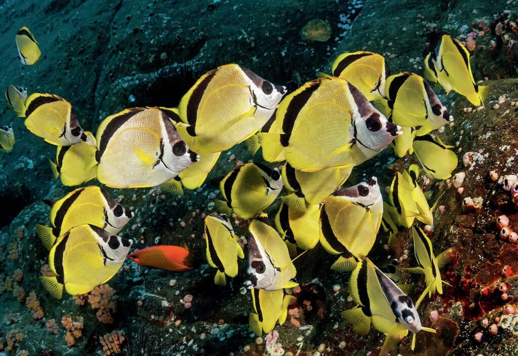 Barber fish in Socorro