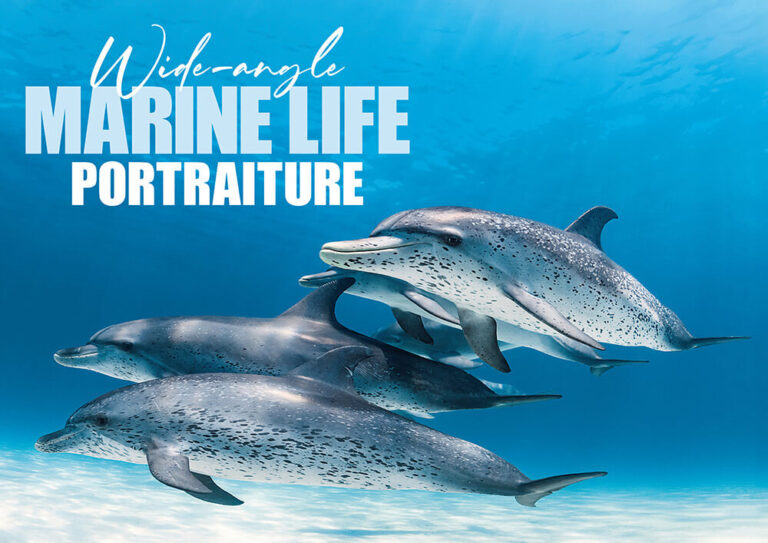 Wide-Angle Underwater Photography: How to Capture Big Marine Life Up Close