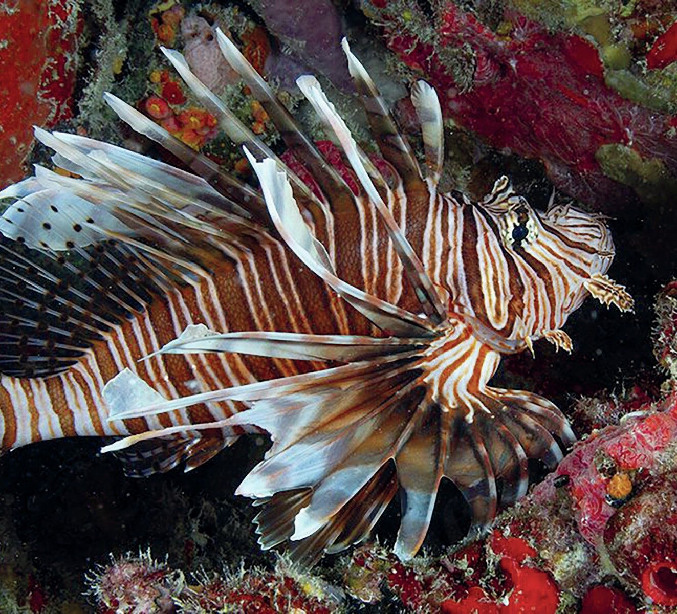 Lionfish Stings: Symptoms, First Aid and What Divers Should Do