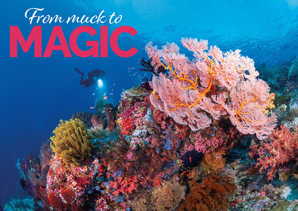 Muck to Magic: An Indonesia Liveaboard Diving Adventure from Lembeh to Raja Ampat