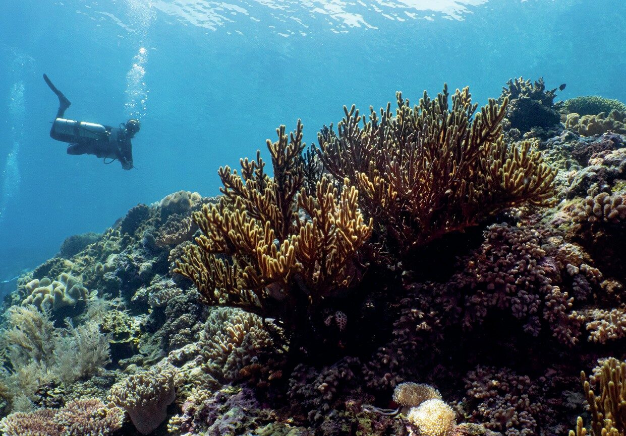 How Does DAN Europe Deal With Diver Accidents? A Step-by-Step Guide for Divers