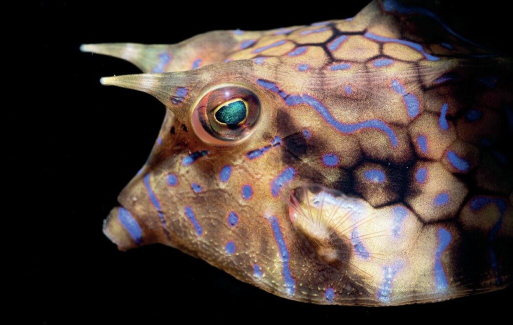 Sarah Han-de-Beaux: Spot A Shark and the Power of Citizen Science in Grey Nurse Shark Conservation 5 Cowhead Boxfish on a Night Dive