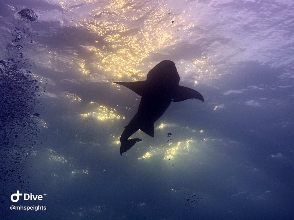 Hovering shark, taken by one of the double-paying divers (Mark Hall Speights)