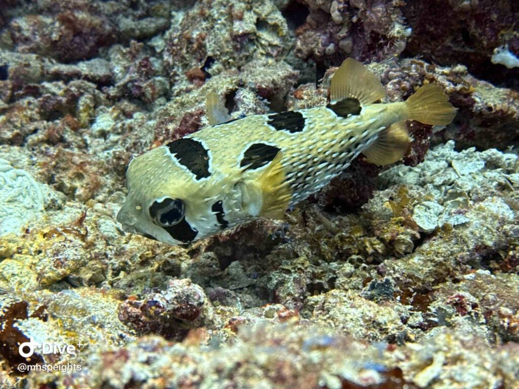 Porcupinefish (Mark Hall Speights)